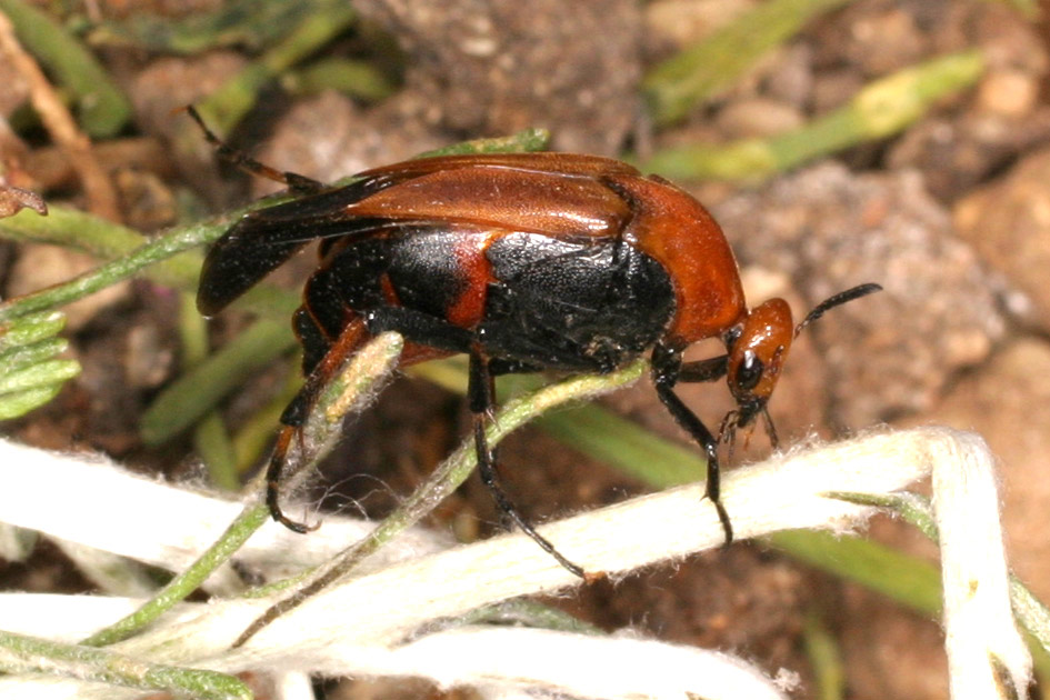 Macrosiagon ferrugineum, stranissimo coleott. Rhipiphoridae